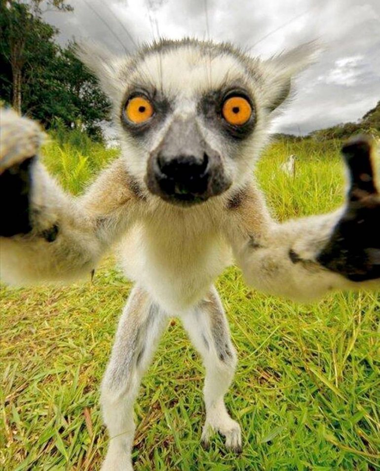 recruiten monkey