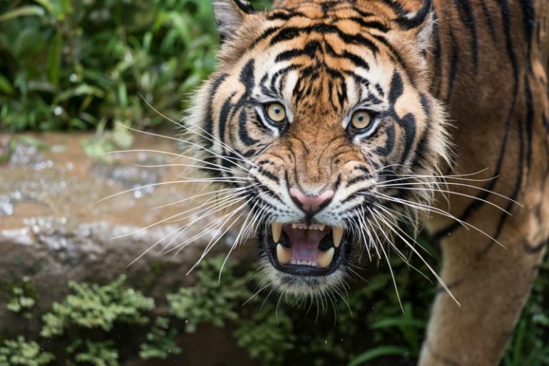commerciële tijger recruitment