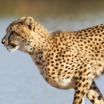 Verslind de concurrentie met de focus van een cheeta