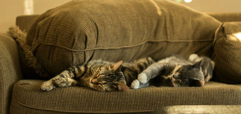 Twee katten slapen op bank