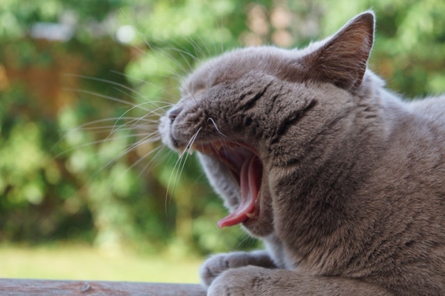 Foto van een gapende kat.