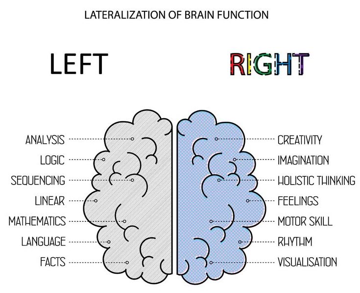 Afbeelding van de indeling van je hersenen, wat handig is voor de inzet van neuromarketing.