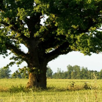 Een slechte taxonomie kost je klanten [5 tips]