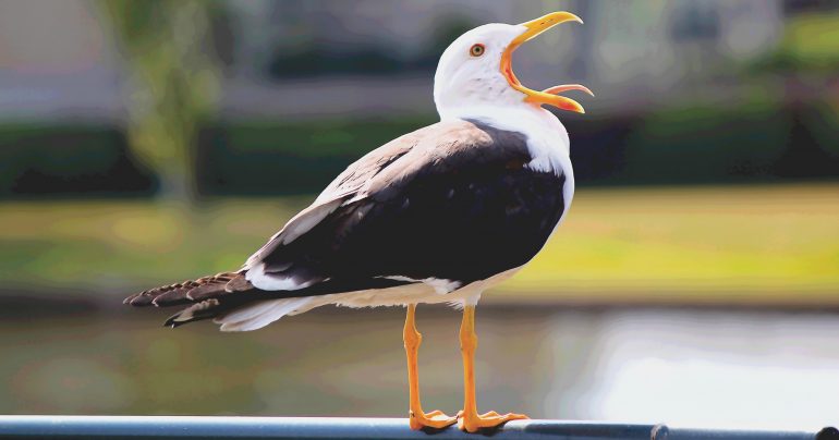 Een afbeelding van een meeuw voor op een slechte website.
