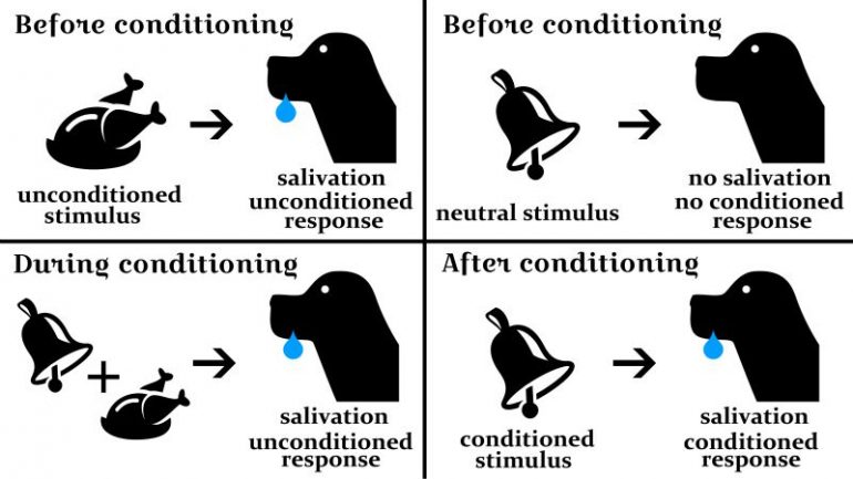 Pavlov reflex