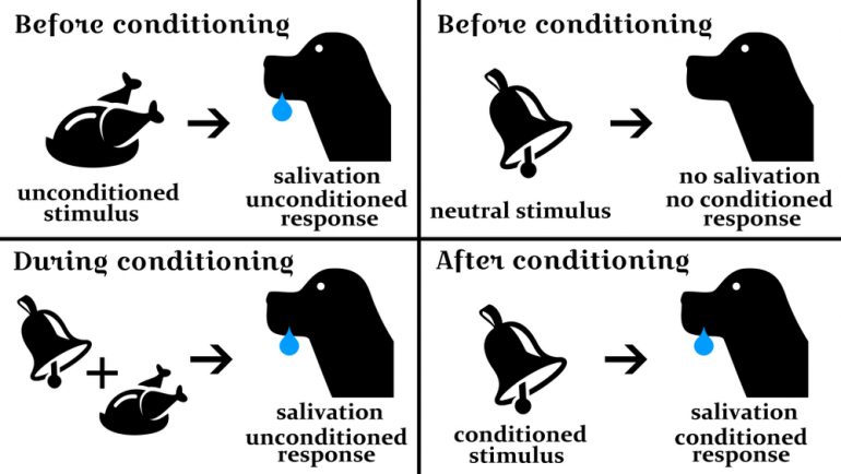 Het Pavlov-effect weergegeven in beeld.