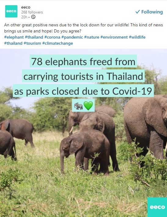 Eeco op LinkedIn: olifanten in Thailand vrij omdat er geen toeristen meer zijn.