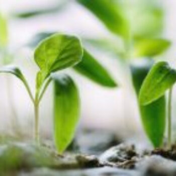 GAMMA en 5PM helpen tuinklussers met data-gedreven ‘How-to’ content