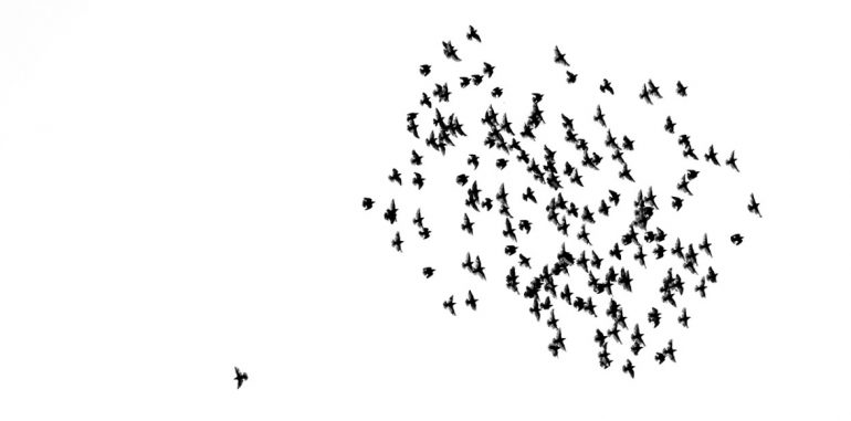 zelf organiserende zwerm vogels