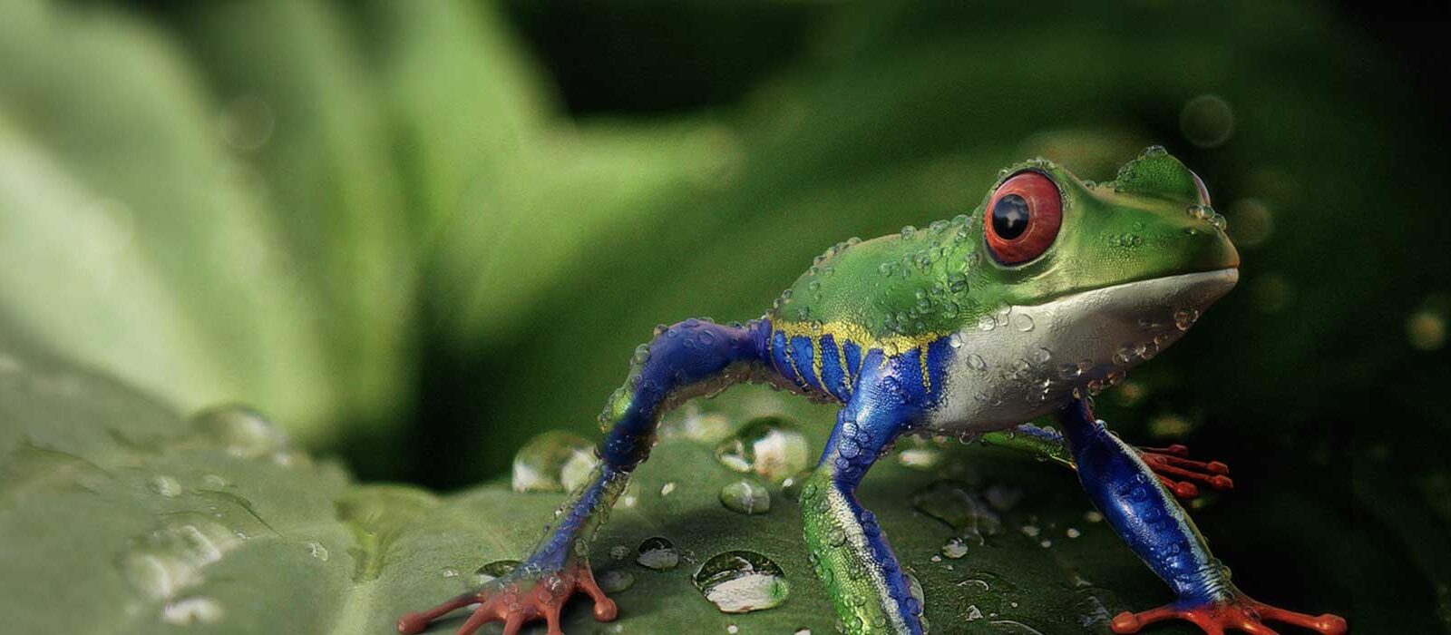 Screaming Frog: 10 functies voor het optimaliseren van je website