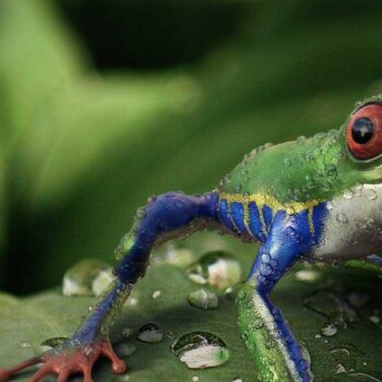 Screaming Frog: 10 functies voor het optimaliseren van je website
