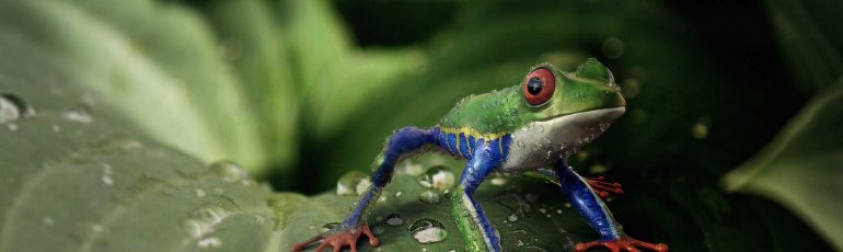 Screaming Frog website optimaliseren