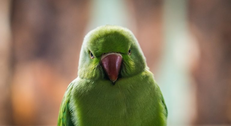 Groene papegaai