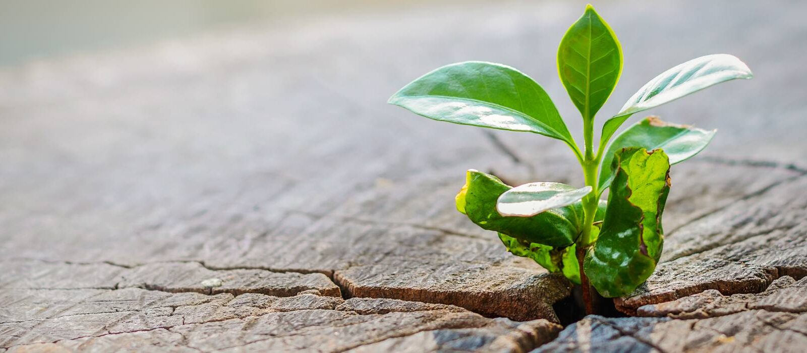 B2B-marketing in 2020: verbinding met de online klant [onderzoek]