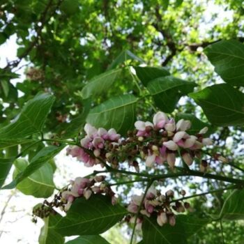 Online bomen sparen met Corekees