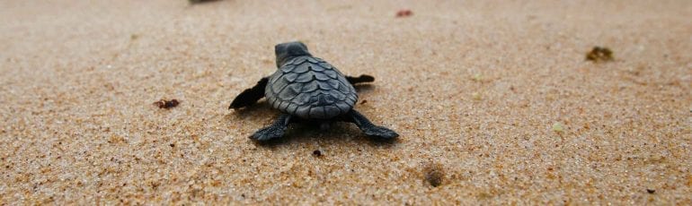 De schildpad van Bas Smit, Freek.