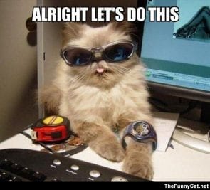 grappige foto van kat met de tekst we gaan het doen