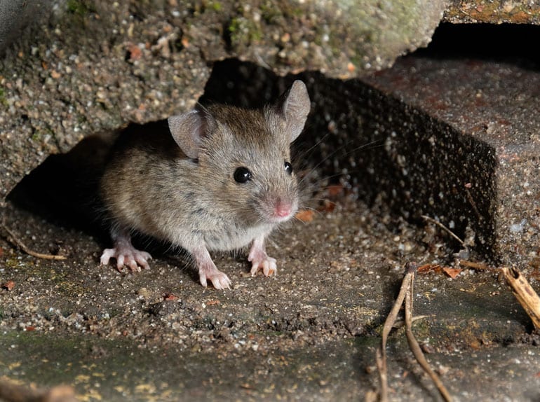 Grijze muis.