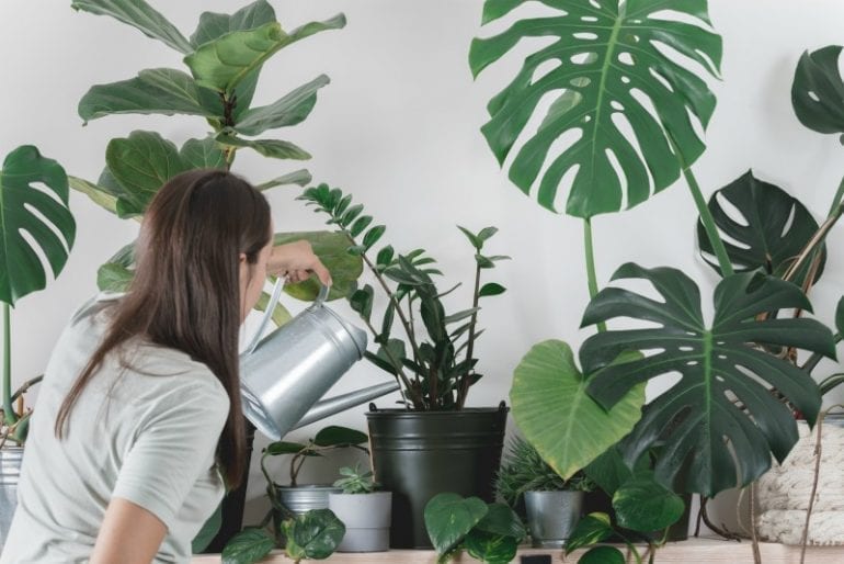 kamerplanten
