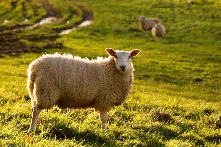 schaap
