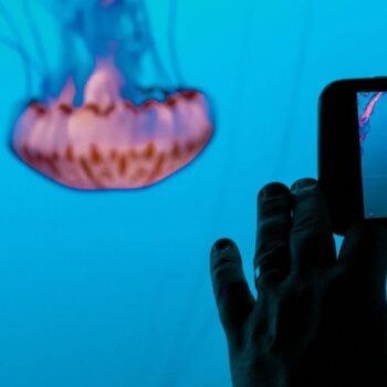 7 videotrends voor 2021: UGC, livestreams & meer