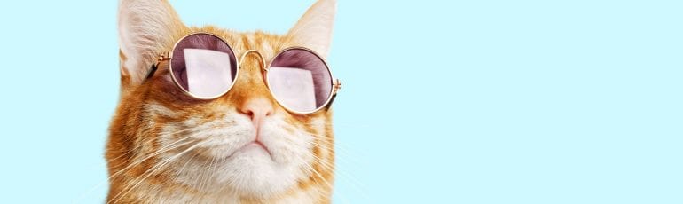 Een kat die naar een tekst kijkt.