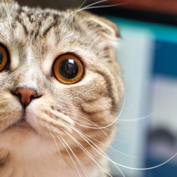 Weg met de Zoom-zombies! 4 tips voor meer charisma in video-calls