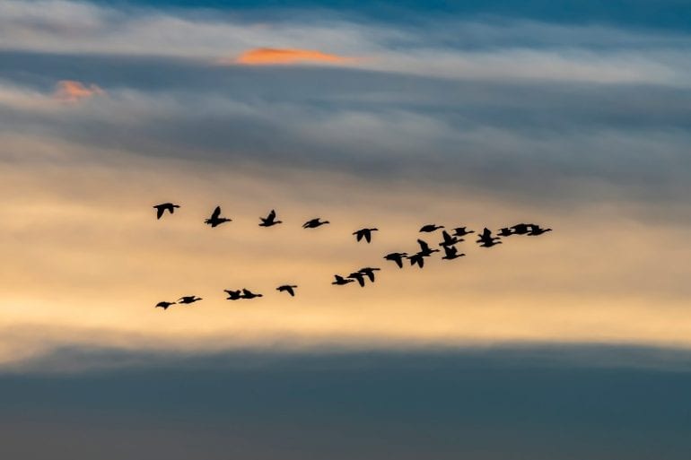 vogels in formatie