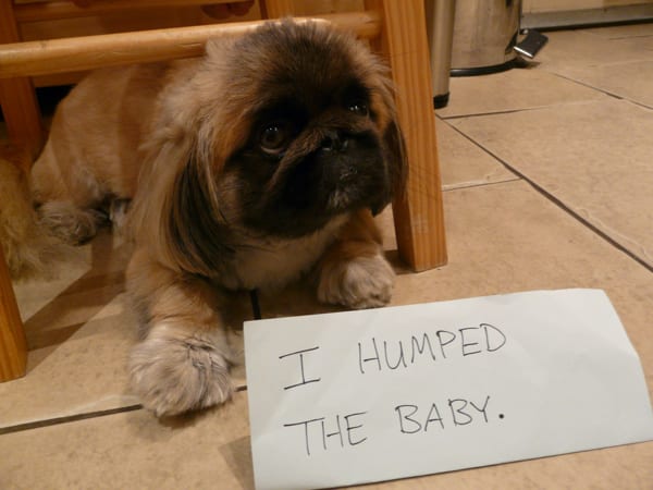dogshaming