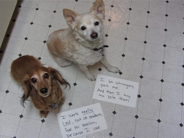 dogshaming