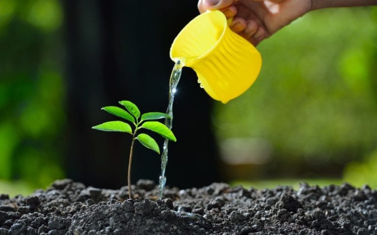 Plant water geven om te groeien