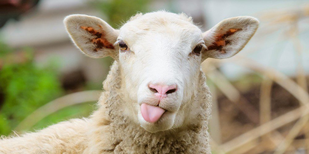 Foto van een schaap bij artikel over werving & selectie.