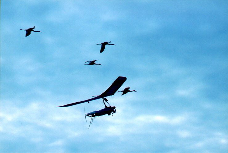 imprinting bij vogels