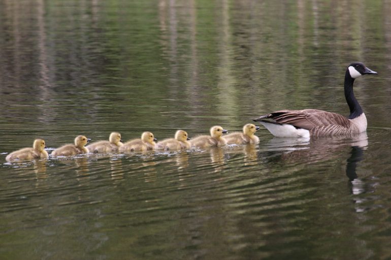 Moeder gans met kuikens