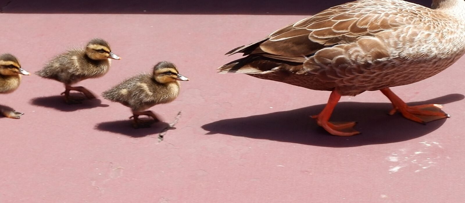 De 1e ervaring telt: vergroot je saleskansen & experimenteer met imprinting