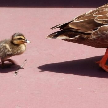 De 1e ervaring telt: vergroot je saleskansen & experimenteer met imprinting