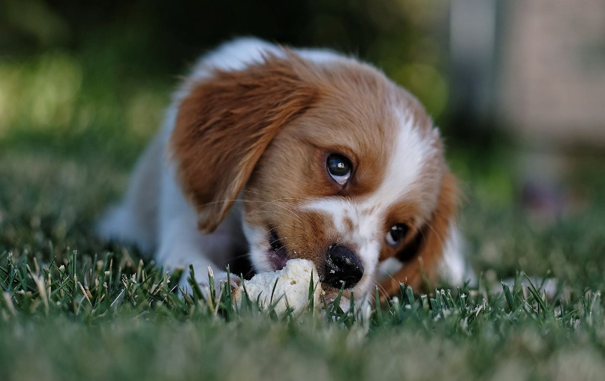 Puppy in het gras
