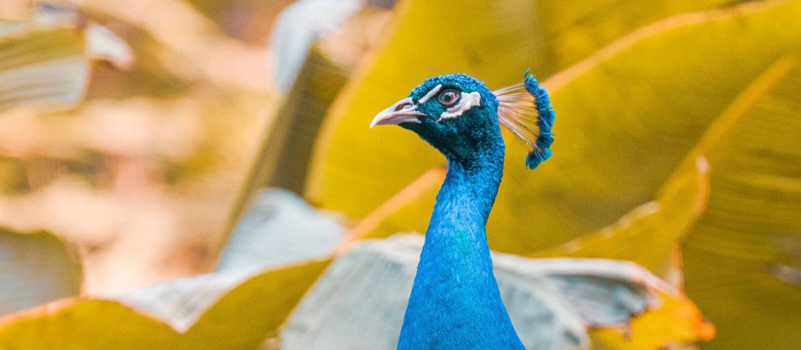Van lurker tot peacock: welk socialmedia-type ben jij? [infographic]
