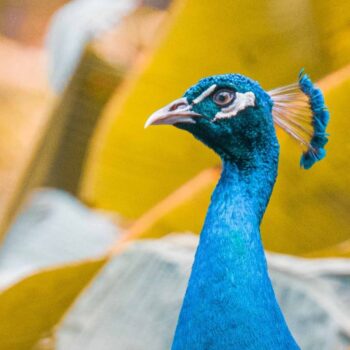 Van lurker tot peacock: welk socialmedia-type ben jij? [infographic]