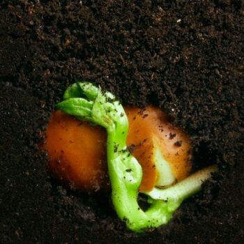 Het is tijd om grijs nóg groener te maken met nieuwe campagne ‘Groen Groeit’
