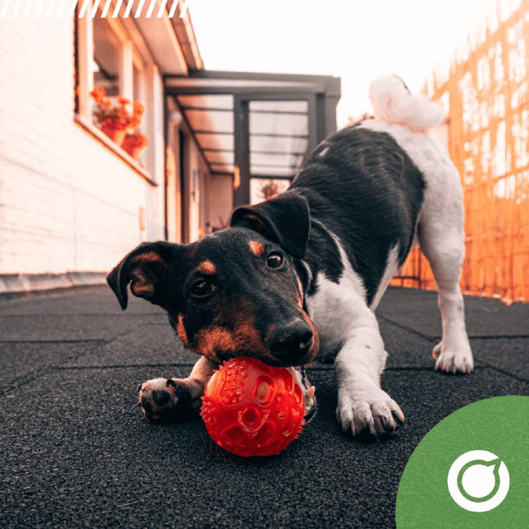 afbeelding van een hond die met een bal speelt