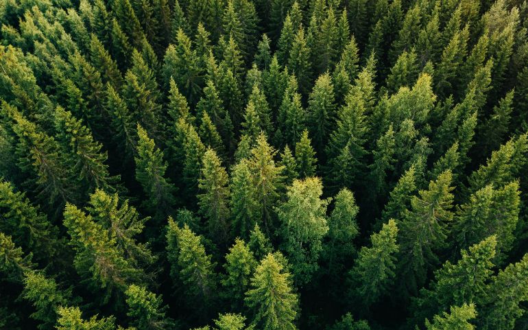 wilden wouden. Bron: nblx via Shutterstock.com