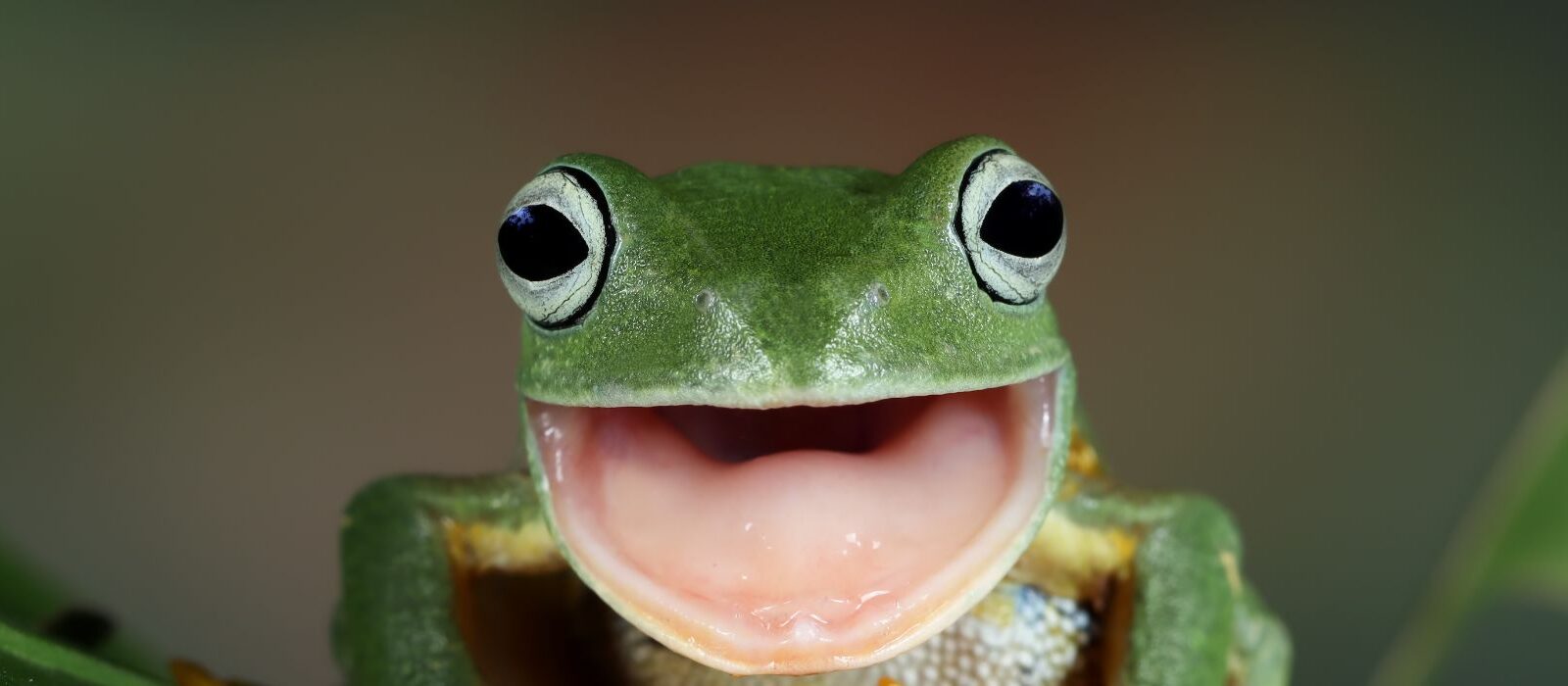 Zo vind je met Screaming Frog écht alle URL’s op je website