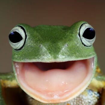 Zo vind je met Screaming Frog écht alle URL’s op je website