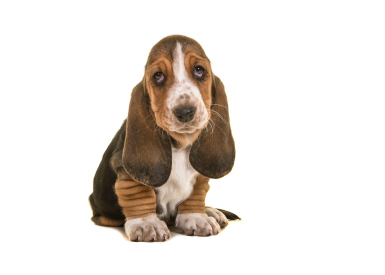 basset niet gebruiken in beelden/uitingen