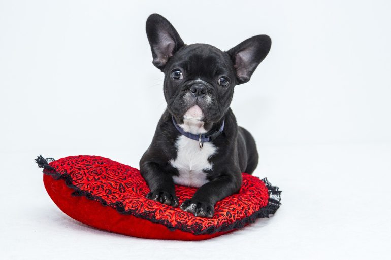 franse bulldog beeldgebruik bannen