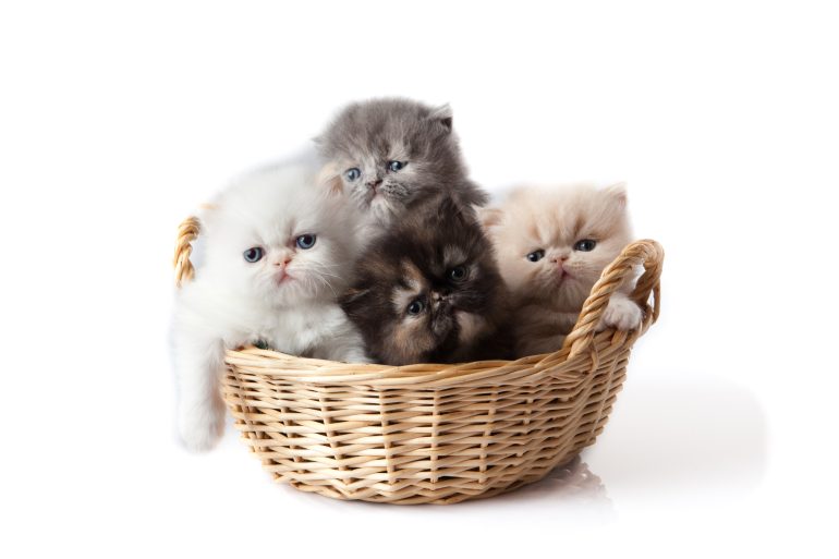 perzische kat - dieren met schadelijk uiterlijk