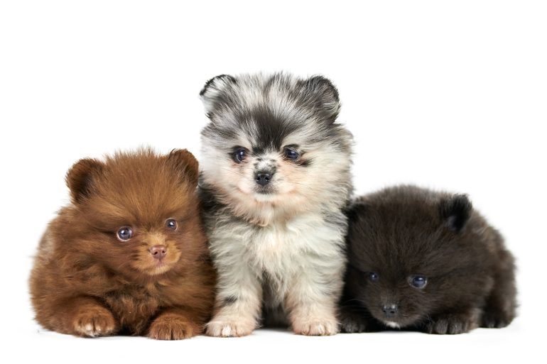 pomeriaan of dwergkees hond
