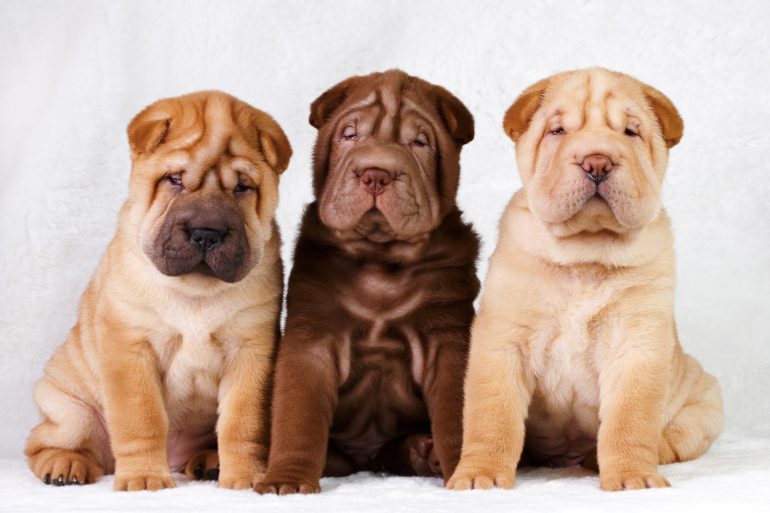 shar-pei puppies