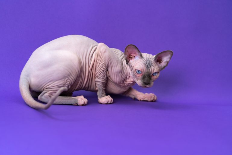 voorbeeld beeld sphynx / naakte kat